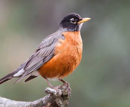 Why A Smartphone Is My Must Have Camping Companion 4 Robin bird on a branch.