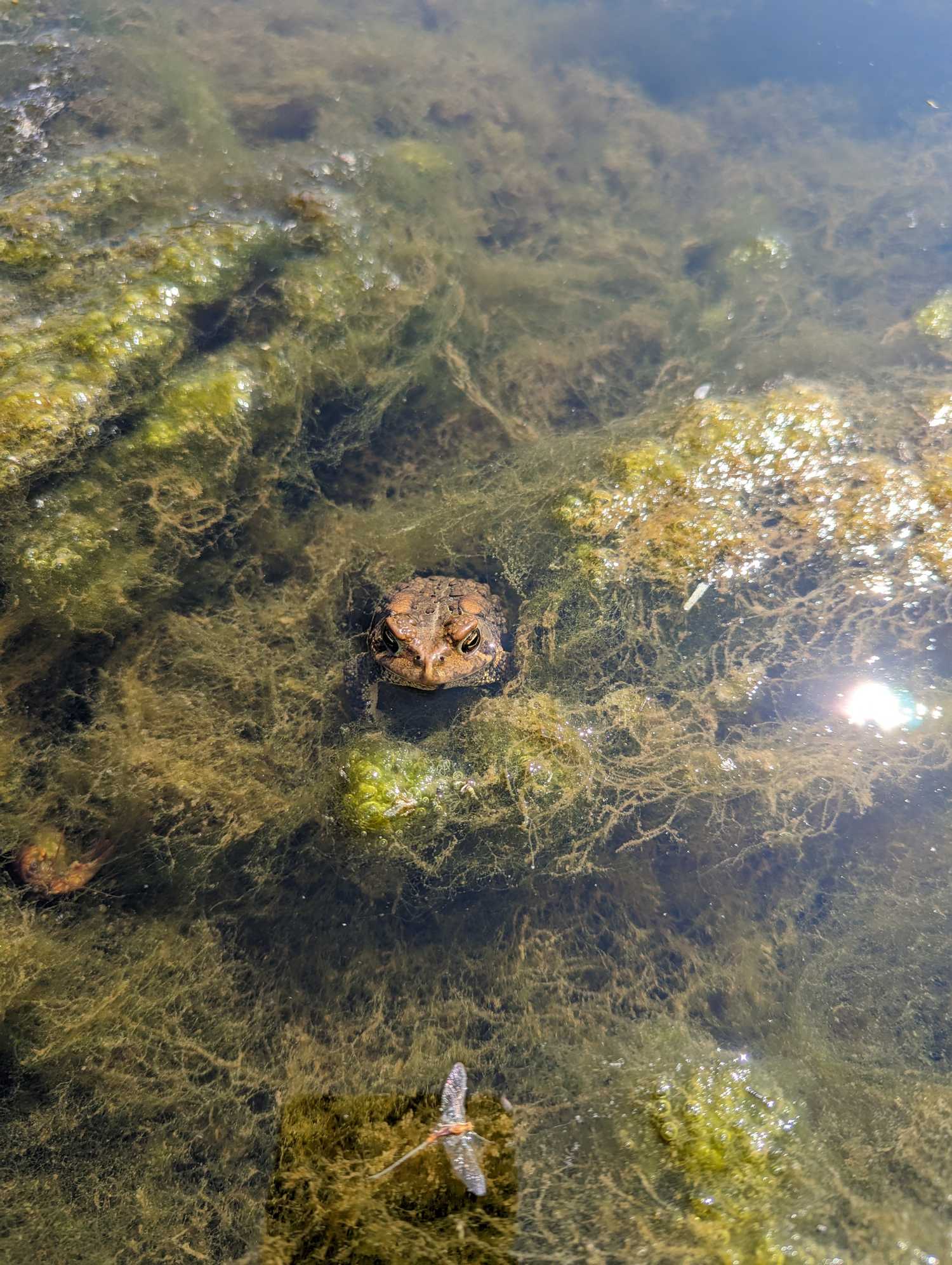 A picture of an American Toad in some algae. 